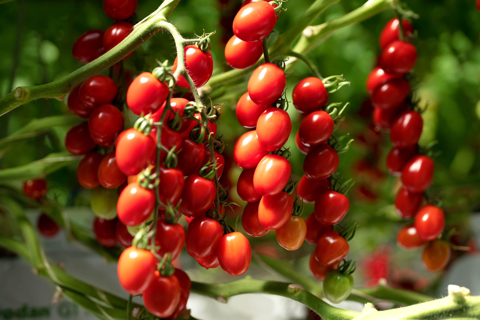 Cherry tomatoes on the vine at a Pure Harvest farm